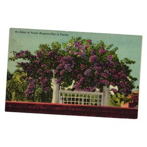 Arbor Purple Bougainvillea Florida Vintage Postcard Tropical Series Unused Art